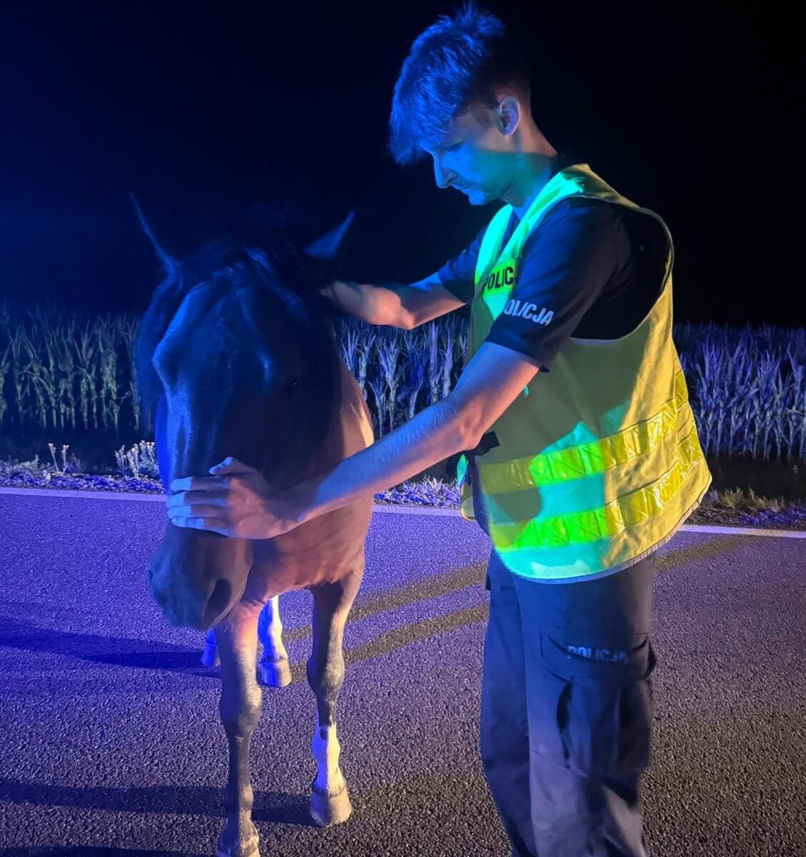 zdjęcie: policjant z koniem