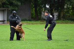 pies służbowy gryzący pozoranta ubranego w specjalny kombinezon