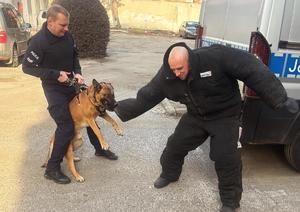 pies podczas gryzienia