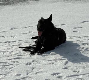 pies leżący na śniegu